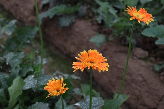 Orange colored gerbera flower farm for harvest