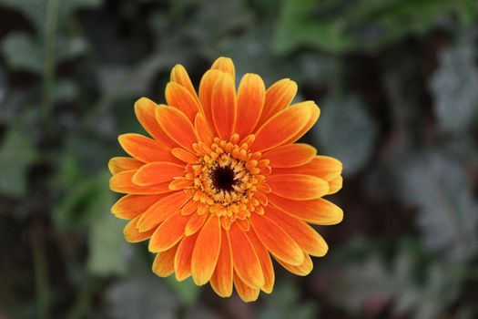 Orange colored gerbera flower farm for harvest