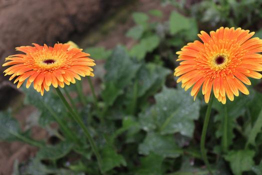 Orange colored gerbera flower farm for harvest