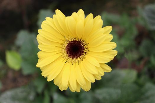 yellow colored gerbera flower farm for harvest