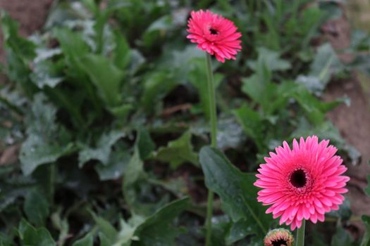 pink colored gerbera flower farm for harvest