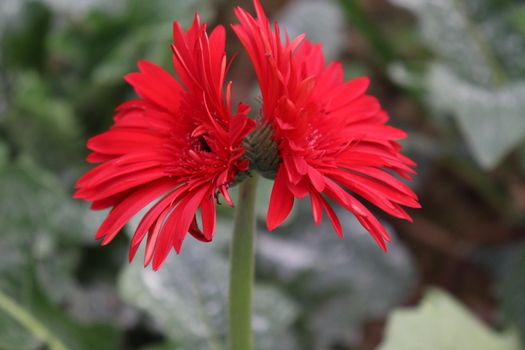 red colored gerbera flower farm for harvest