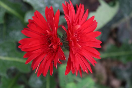 red colored gerbera flower farm for harvest