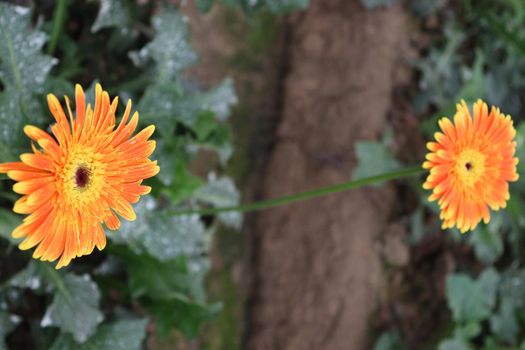 Orange colored gerbera flower farm for harvest