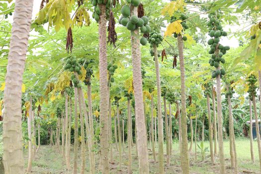 green and healthy raw papaya stock on tree in farm for harvest