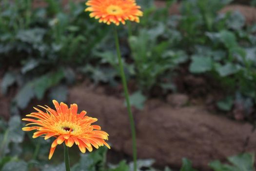 Orange colored gerbera flower farm for harvest