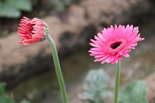 pink colored gerbera flower farm for harvest