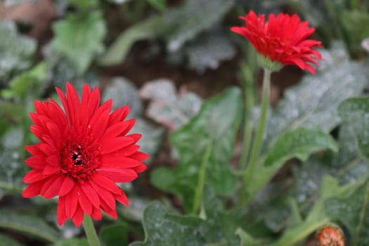 red colored gerbera flower farm for harvest