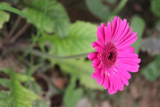 pink colored gerbera flower farm for harvest