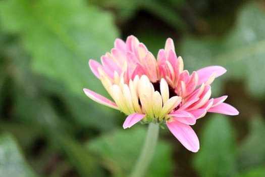 pink colored gerbera flower farm for harvest