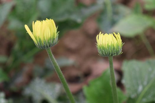 yellow colored gerbera flower on farm for harvest