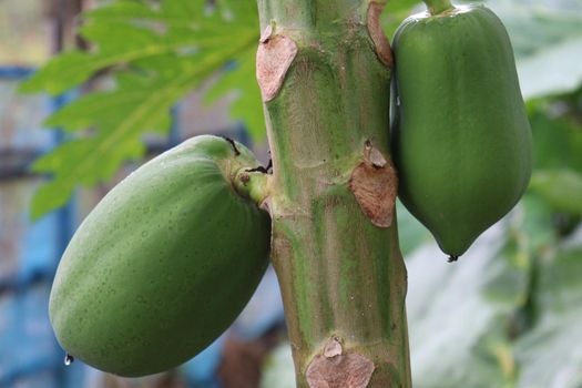 green and healthy raw papaya stock on tree in farm for harvest