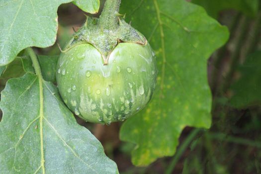 tasty and fresh raw brinjal on tree in farm for harvest