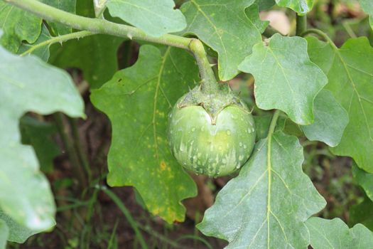 tasty and fresh raw brinjal on tree in farm for harvest