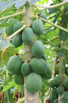 green and healthy raw papaya stock on tree in farm for harvest
