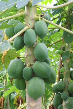 green and healthy raw papaya stock on tree in farm for harvest