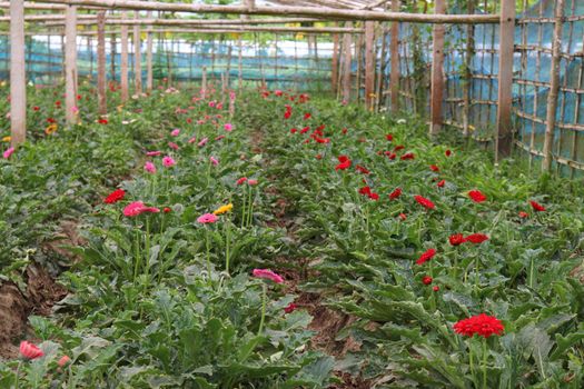 gerbera flower garden on farm for harvest