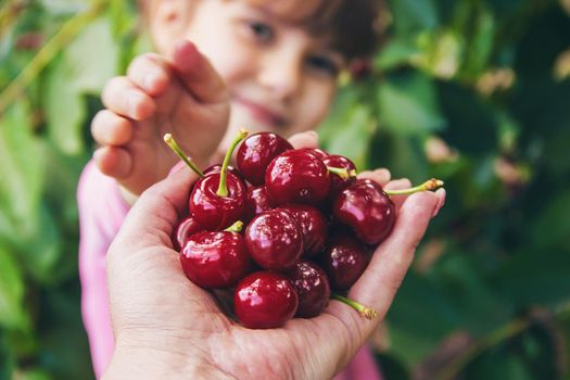 The child is picking cherries in the garden. Selective focus.