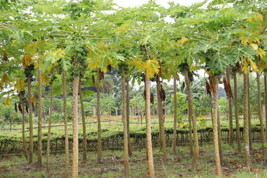 green and healthy raw papaya stock on tree in farm for harvest