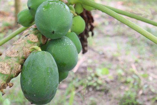 green and healthy raw papaya stock on tree in farm for harvest