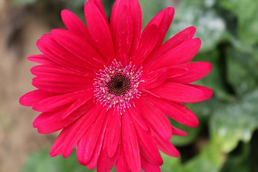 red colored gerbera flower farm for harvest