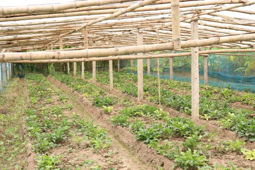 gerbera flower garden on farm for harvest