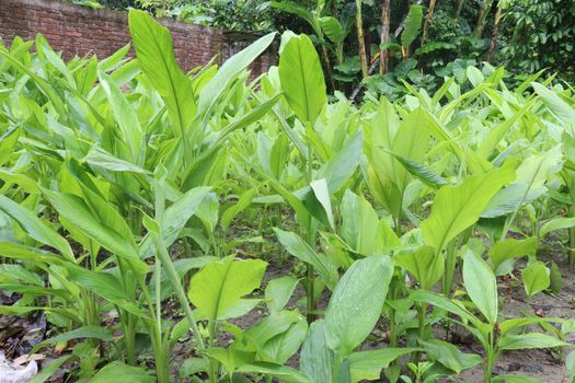 green colored turmeric tree farm for spice harvest