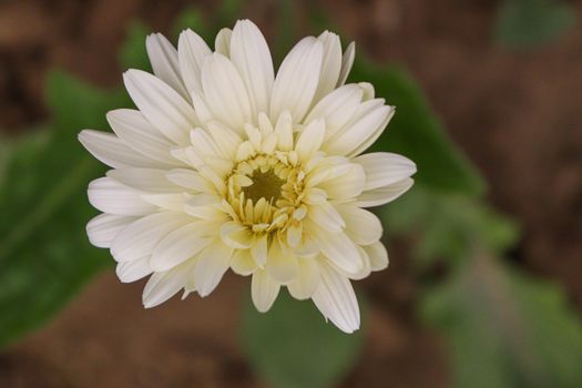 white colored gerbera flower farm for harvest