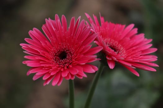 pink colored gerbera flower farm for harvest