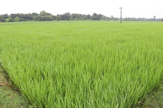 green colored paddy farm on field for harvest