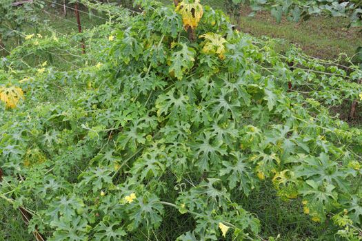 bitter melon tree view on field for farm and harvest