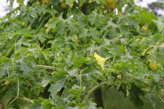 bitter melon tree view on field for farm and harvest