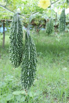 healthy raw bitter melon on tree in farm for harvest