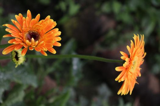 Orange colored gerbera flower farm for harvest