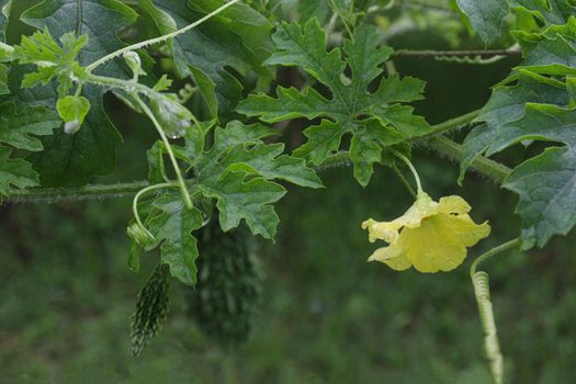 healthy raw bitter melon on tree in farm for harvest