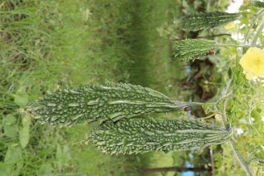 healthy raw bitter melon on tree in farm for harvest