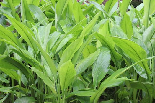 green colored turmeric tree farm for spice harvest