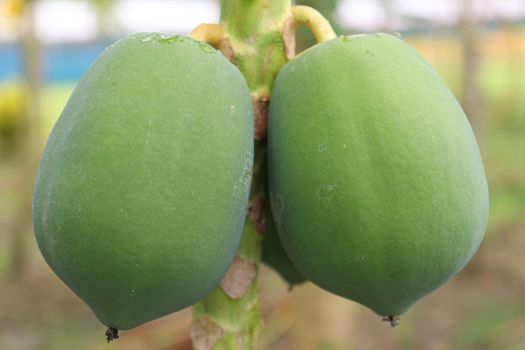 green and healthy raw papaya stock on tree in farm for harvest