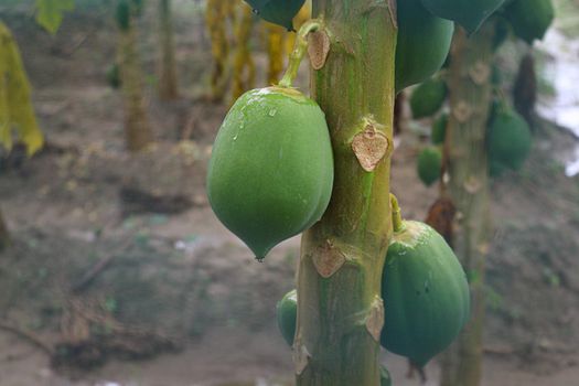 green and healthy raw papaya stock on tree in farm for harvest