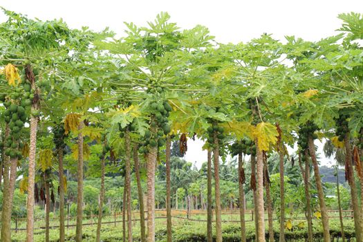 green and healthy raw papaya stock on tree in farm for harvest