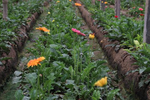 gerbera flower garden on farm for harvest