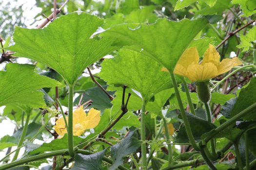 wax gourd flower on farm for harvest