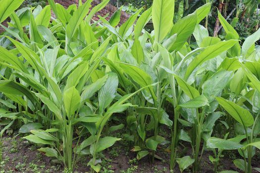 green colored turmeric tree farm for spice harvest