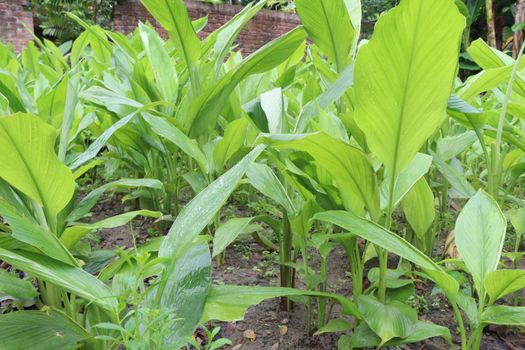 green colored turmeric tree farm for spice harvest