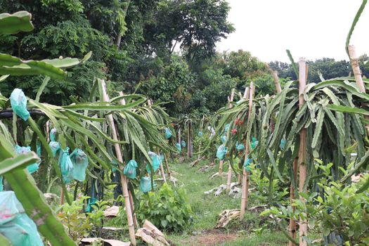 dragon fruit on tree in firm for harvest and sell