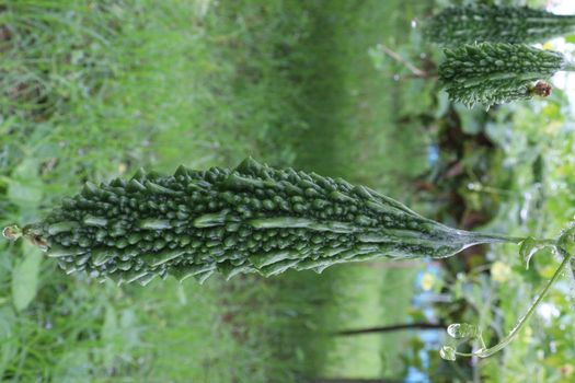 healthy raw bitter melon on tree in farm for harvest