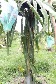 dragon fruit on tree in firm for harvest and sell