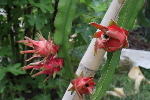 dragon fruit on tree in firm for harvest and sell