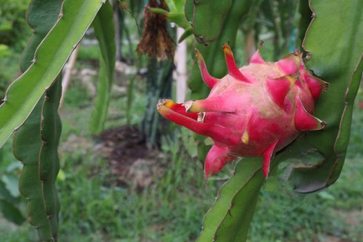 dragon fruit on tree in firm for harvest and sell