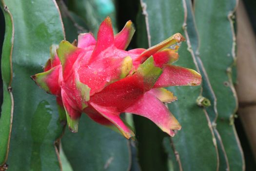 dragon fruit on tree in firm for harvest and sell